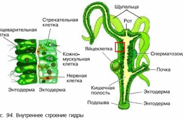 Как восстановить пароль на кракене